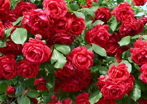 Todo Sobre El Cultivo Y Cuidado De Rosales Flores Jardin Flor De Planta