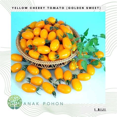Jual Benih Bibit Biji Yellow Cherry Tomato Golden Sweet F Tomat Ceri