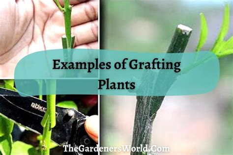 Grafting Plants Examples And Guide To Get You Started The Gardeners