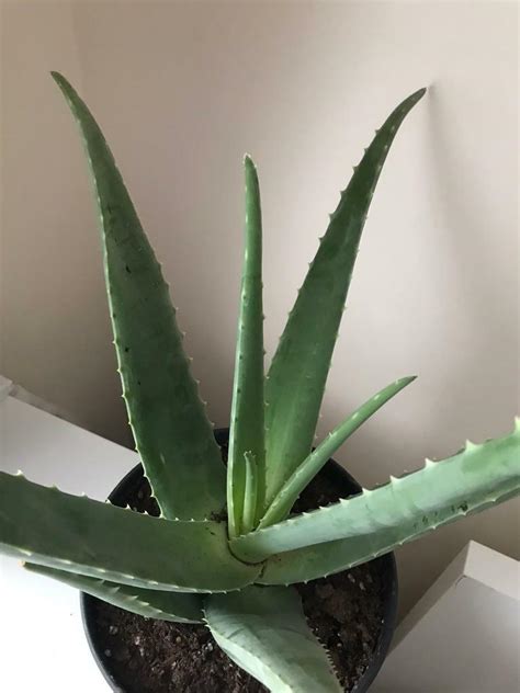 Large Aloe Vera Plant 14 Inches Tall In Birmingham West Midlands