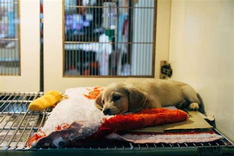 Help These Rescue Dogs Find Eternal Loving Homes - Service Animal