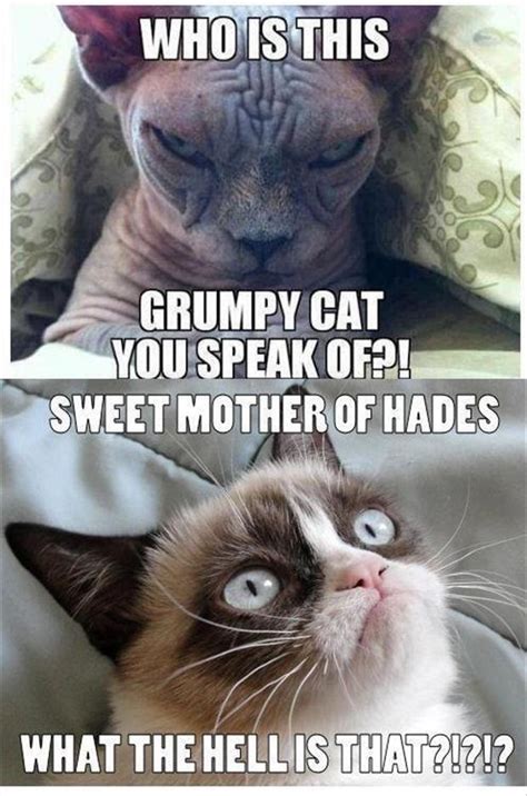 Grumpy Cat Funny Meme Dump A Day