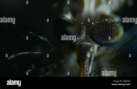 Mosquito Under The Microscope Extreme Close Up And Detailed Study Of