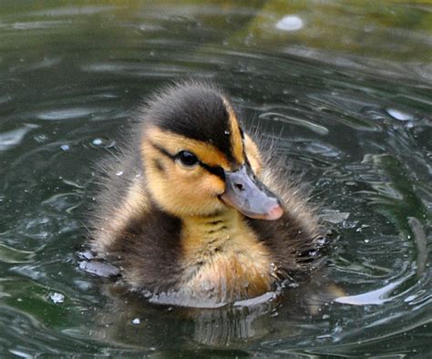 Baby Mallard Duck 6 Flickr Photo Sharing