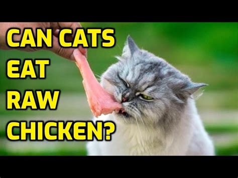 Can Cats Eat Raw Chicken Hayfarmguy