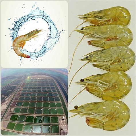The shrimp farming horizon has never looked better for u.s. " Our annual production capacity will grow to 35,000 ...