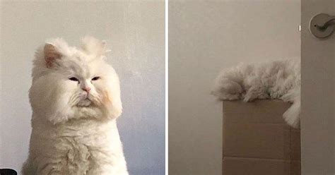 Animals Of Instagram Spotlight Of The Week Mal Sook The Bed Head Cat