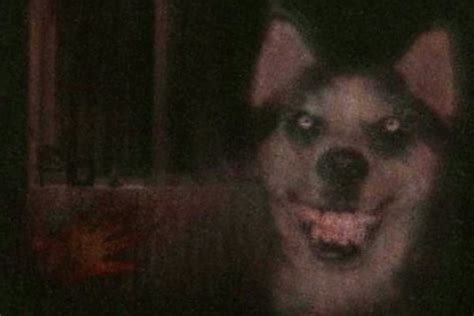 Smile Dog Anondjs Creepypasta Wiki Fandom