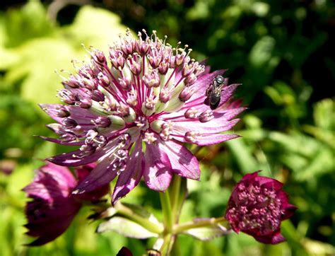 Die übliche rabattenform ist rechteckig und wird entlang des rasens oder dem gartenzaun angelegt. Stauden für den Schatten: Unsere Top 10 | Schattenpflanzen ...