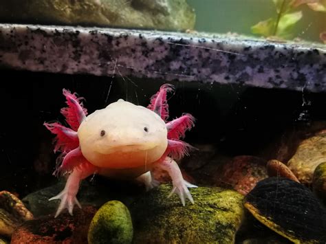 Axolotl Description Conseils Délevage Et Prix