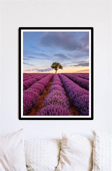 Lonely Tree In A Lavender Field At Sunset Framed Print By Alexios