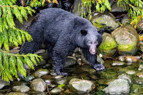 What Do Black Bears Eat What Black Bears Prey On The Full List