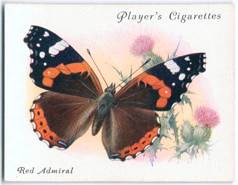 Red Admiral Nypl Digital Collections