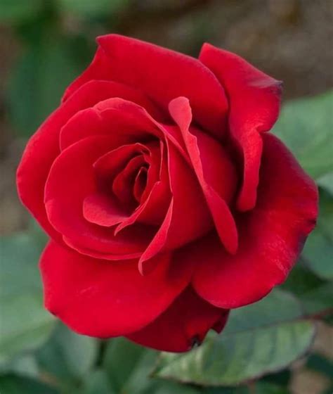 Pin By My Anh On 1 Red Roses Red Rose Flower Beautiful Rose Flowers