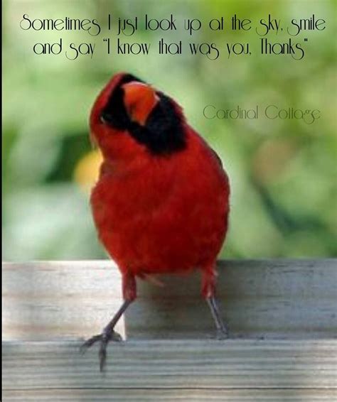 Cardinals Cardinal Birds Meaning Cardinal Birds Beautiful Birds