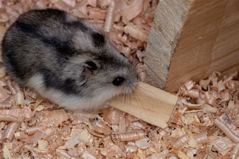Hamster Quanto Tempo Vive