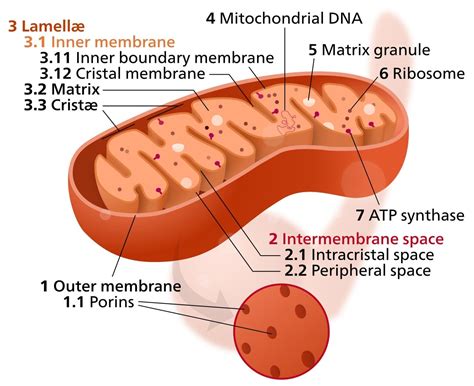 Mitochondrial Dna Can Now Be Edited Using This Frankenstein Like