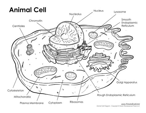 Printable Animal Cell Proyecto Célula Animal Celulas Eucariotas