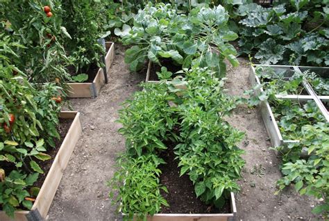 Salatgurken bringen im gewächshaus die höchsten erträge. Anbau-Planung und Fruchtfolge - grüneliebe.de | Garten ...
