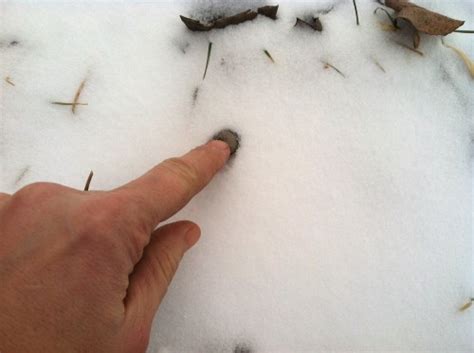 The company is an association of three autonomous growers brought together by the passion of growing medical relevant cannabis and the best as well. Garden in the Snow with Wildflower Seed Balls!