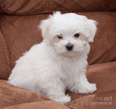 Maltese Puppy Photograph By Shaun Wilkinson Pixels