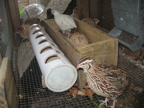 Gin and i build a. Raising quail. This feeder is great at preventing waste. | Quail, Raising quail, Quail coop