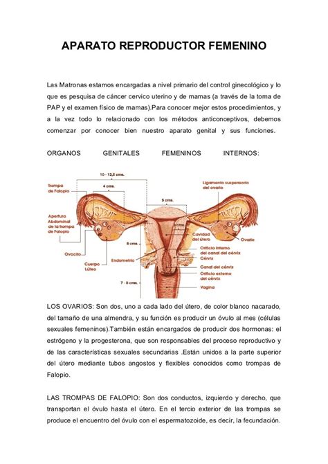 Anatomia Del Aparato Reproductor Femenino