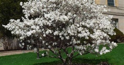 So let's discuss some particular specimens, with an eye to what may make them suitable under some conditions and unsuitable under others. Royal Star Magnolia Ornamental Tree! Front yard? | Flowers ...