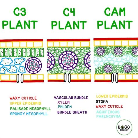 C3 C4 And Cam Plants All Have Anatomy That Helps Them To Perform Their