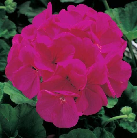 We did not find results for: 100 bulk geranium seeds for sale Maverick Violet by ...