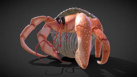 hermit crab 3d model by albee do hoangdo [9b80ed3] sketchfab