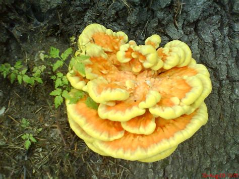 Edible Bolletus Mushroom Hunting And Identification Shroomery