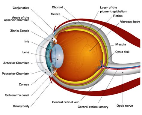 May I Have A Simplest Diagram Of An Eye Please 4263