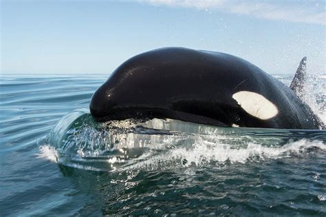 Killer Whale Swimming At The Surface Photograph By Christopher Swann