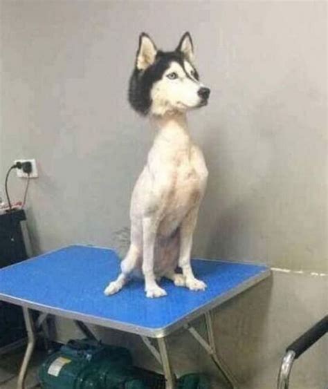14 Hilarious Pictures Of Pet Haircuts That Will Make You Lol Funny