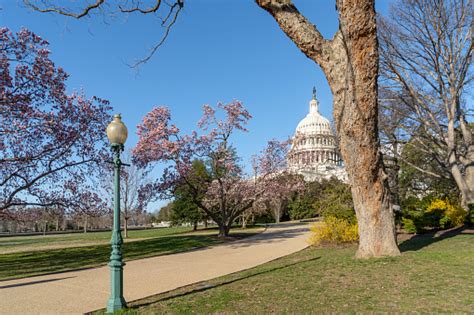 United States Capitol During National Cherry Blossom Festival In