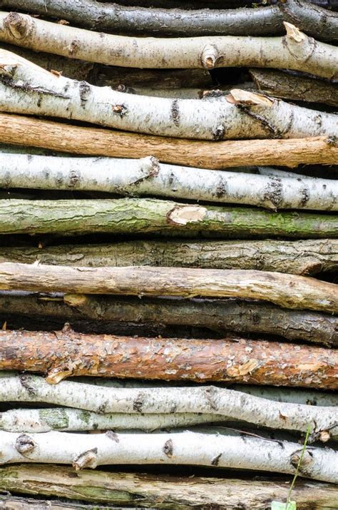 Pile Of Wood In Forest Stock Photo Image Of Nature Heap 44732778