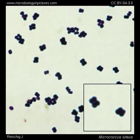 Science Education Prepared Microscope Slide Chloroplasts Eisco Labs