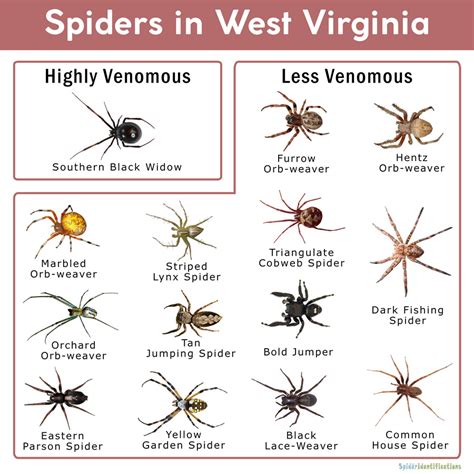 Spiders In West Virginia List With Pictures