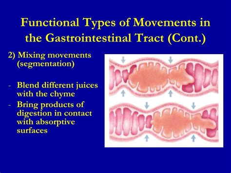 Ppt Lecture 1 Gastrointestinal Physiology Powerpoint Presentation