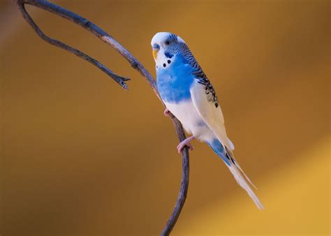 Free Image on Pixabay - Bird, Nature, Wildlife, Aviary | Parrot image ...
