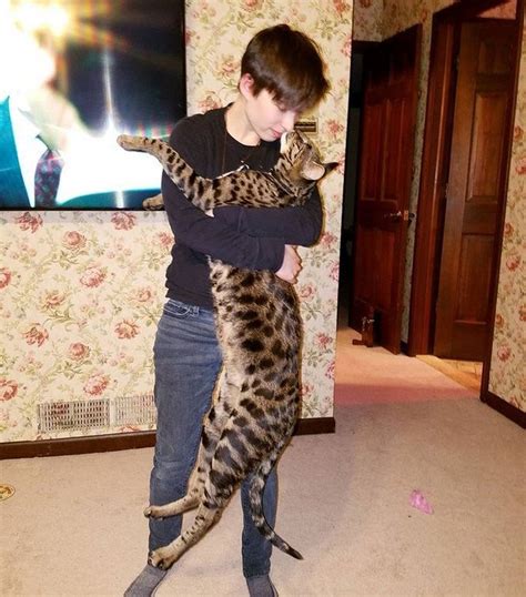 Meet The Worlds Tallest Pet Cat Who Lives In Michigan