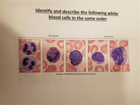 Identify And Describe White Blood Cells Diagram Quizlet