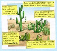 The camelis adapted to survive in a hot, dry and sandy environment. desert plant adaptations - Google Search | Plant ...