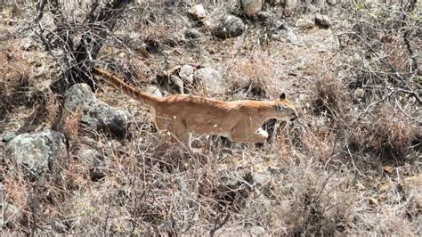 Mountain Lions Found Feeding On Human Remains In Arizona Shot Dead