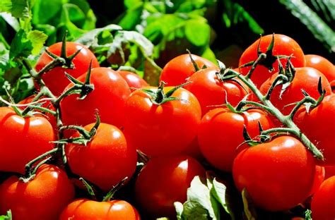 Dos And Donts Of Growing Bountiful Tomatoes Garden Lovers