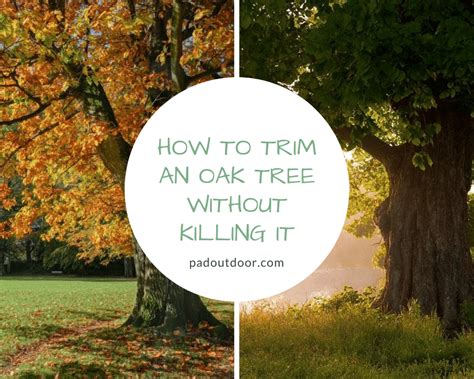 How To Trim An Oak Tree Without Killing It Dos And Donts Pad Outdoor