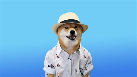 Related 1920×1080 doge drawing wallpaper wallpapers. Much wallpaper. Very hat. Such style. Wow. : doge