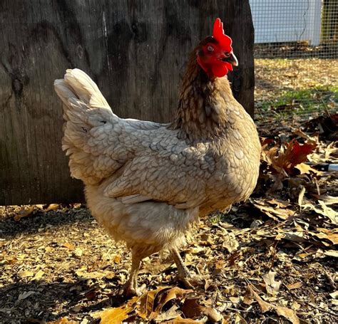 Sapphire Gem Chicken The Complete Care Guide Flocks And Foliage