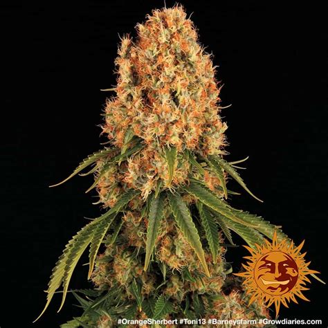 Orange Sherbert™ Cannabis Seeds Barneys Farm®